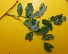 Dalbergia obovata
