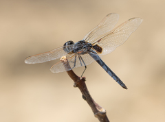 Urothemis edwardsii