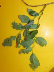 Dalbergia obovata