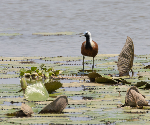Madagascar Jacana (Actophilornis albinucha), photo 7