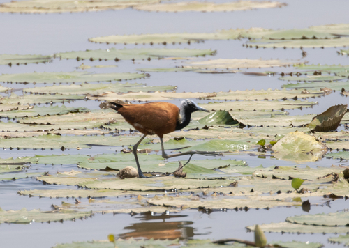 Madagascar Jacana (Actophilornis albinucha), photo 8