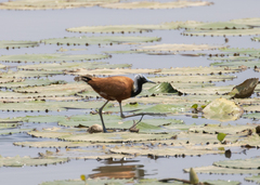 Actophilornis albinucha