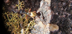 Dolichoderus doriae