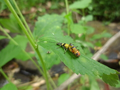 Chauliognathus imperialis