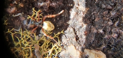 Dolichoderus doriae