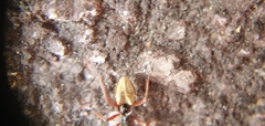 Dolichoderus doriae