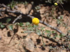 Pentzia incana