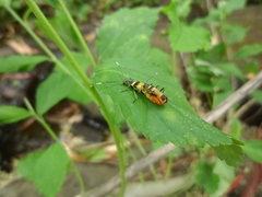 Chauliognathus imperialis