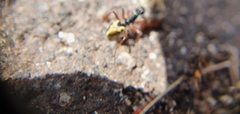 Dolichoderus doriae