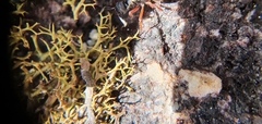 Dolichoderus doriae