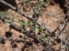 Pentzia incana