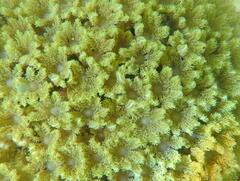 Clavularia