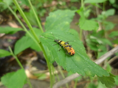 Chauliognathus imperialis