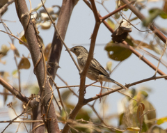 Cisticola cherina