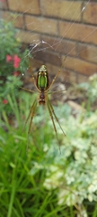 Leucauge festiva