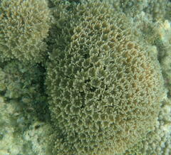 Clavularia
