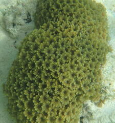 Clavularia