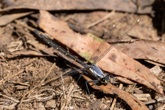 Austroargiolestes calcaris