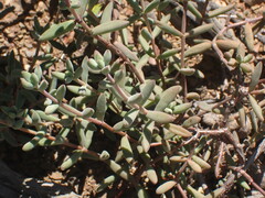 Crassula rogersii