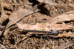 Austroargiolestes calcaris