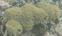 Clavularia