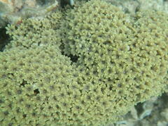 Clavularia