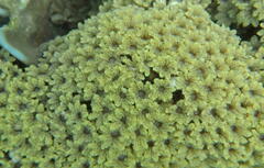 Clavularia