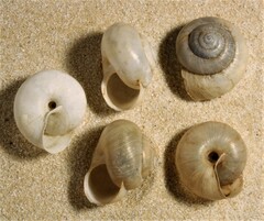 Fruticicola fruticum