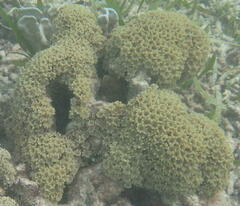 Clavularia