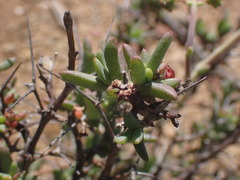 Ruschia intricata