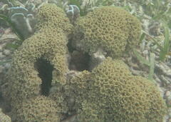 Clavularia