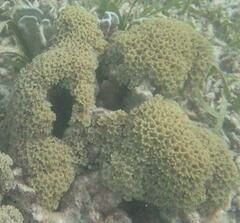 Clavularia