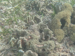 Clavularia