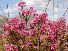 Erica lateralis