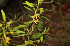 Persoonia sericea