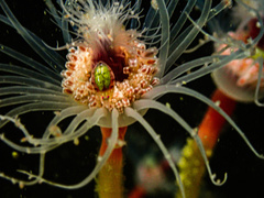 Ectopleura