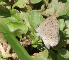Zizeeria knysna knysna