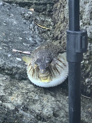 Torquigener pleurogramma