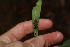 Rhinotia haemoptera