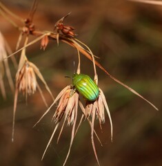 Calomela pallida