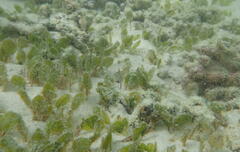 Halophila ovalis