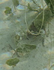 Halophila ovalis