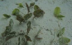 Halophila ovalis