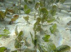 Halophila ovalis