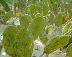 Halophila ovalis