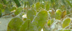 Halophila ovalis