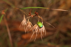 Calomela pallida
