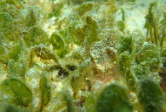Halophila ovalis