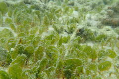 Halophila ovalis