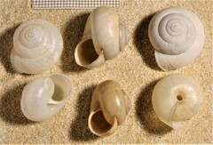 Fruticicola fruticum